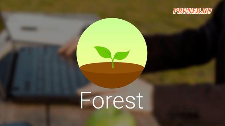 Forest уменьшает зависимость от смартфона